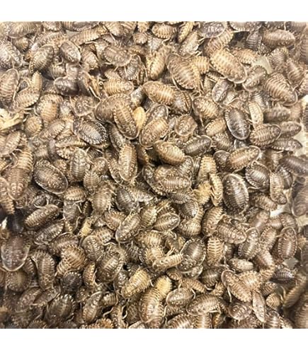 Amazon | デュビア SSサイズ 【5-10mm】 エサ 餌 活き餌